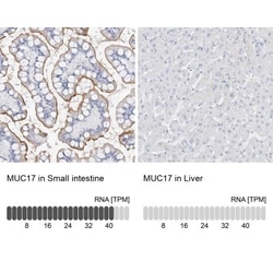 MUC17 Antibody, Novus Biologicals 25 &mu;L | Buy Online | Novus Biologicals | Fisher Scientific
